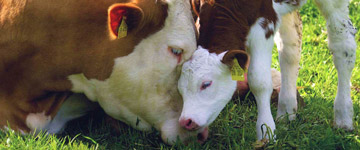 Rede de ativismo internacional Avaaz lança campanha contra o consumo de carne