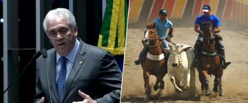 Senado aprova PEC que pretende legalizar vaquejada e rodeio