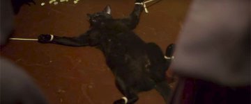 Série da Rede Globo vai mostrar gato sendo torturado