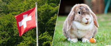Suíça anuncia que proibirá venda de cosméticos testados em animais