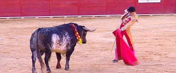 Toureiro espanhol morre após ser golpeado no peito pelo touro