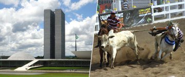 Três projetos de lei propõem a regulamentação das vaquejadas