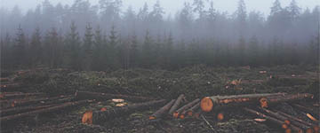 Universidade de Oxford alerta para danos irreversíveis causados pela pecuária ao planeta