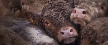 UOL divulga investigação sobre crueldade com animais criados para abate exportados pela Europa