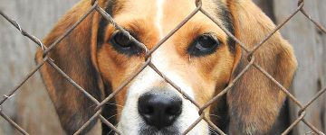 Uso de animais em testes, ensino e pesquisa pode estar perto do fim no Brasil