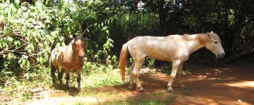 Veterinária vegana cria novo Santuário de animais no Brasil