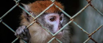 Zoológico considerado o pior do mundo é finalmente fechado