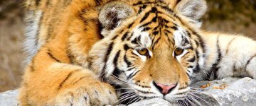 Zoológico no Canadá será fechado por falta de público